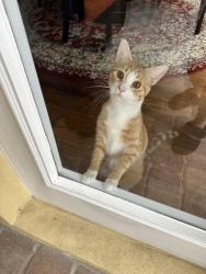 Lost Male Cat last seen St. Andrew’s way, Port St. Lucie, FL 34983