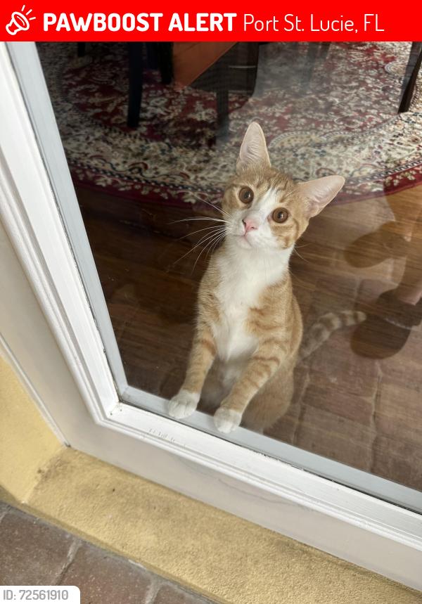 Lost Male Cat last seen St. Andrew’s way, Port St. Lucie, FL 34983