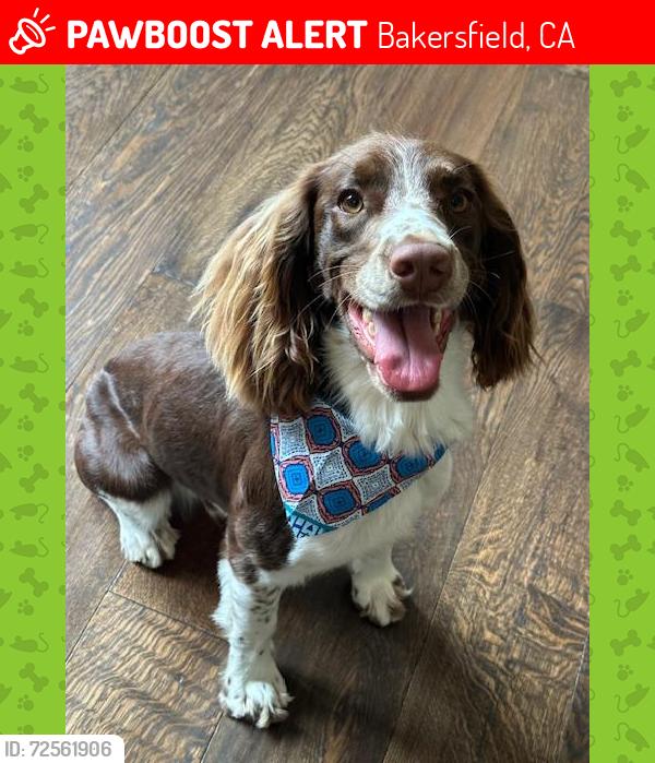 Lost Male Dog last seen Sable Point Drive and Allen Road, Bakersfield, CA 93312