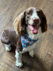 Lost Male Dog last seen Sable Point Drive and Allen Road, Bakersfield, CA 93312