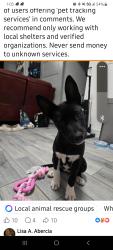 Lost Female Dog last seen Jinkens park baytown, Baytown, TX 77521