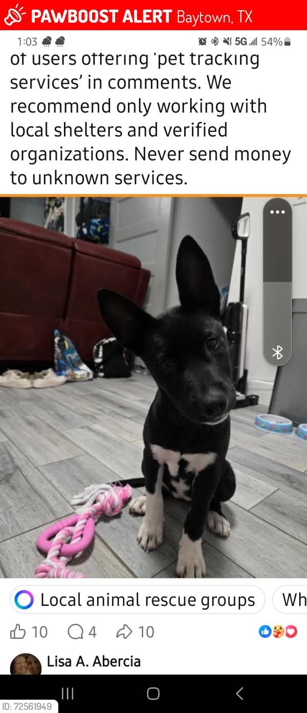 Lost Female Dog last seen Jinkens park baytown, Baytown, TX 77521