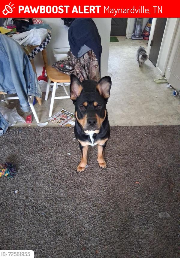 Lost Male Dog last seen Satterfield road , Maynardville, TN 37807