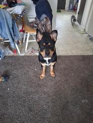 Lost Male Dog last seen Satterfield road , Maynardville, TN 37807