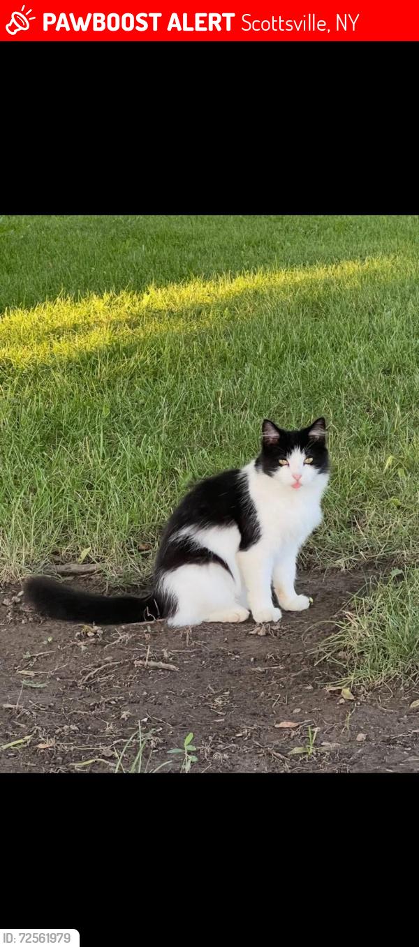 Lost Female Cat last seen River and Quaker Rd Scottsville NY, Scottsville, NY 14546