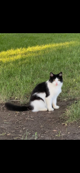 Lost Female Cat last seen River and Quaker Rd Scottsville NY, Scottsville, NY 14546
