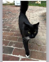 Lost Male Cat last seen Woodland Heights Court, Alexandria, Alexandria, VA 22309