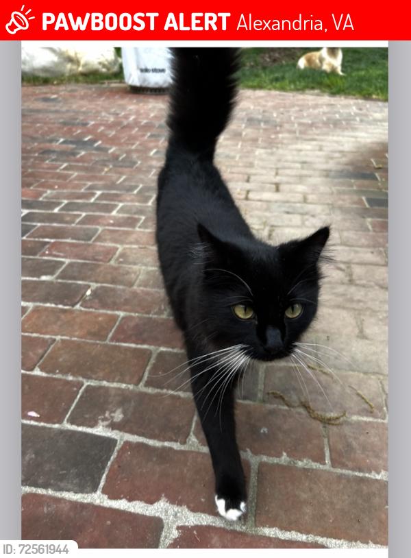 Lost Male Cat last seen Woodland Heights Court, Alexandria, Alexandria, VA 22309