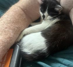 Lost Male Cat last seen Lovers lane, Montgomery, TX 77316