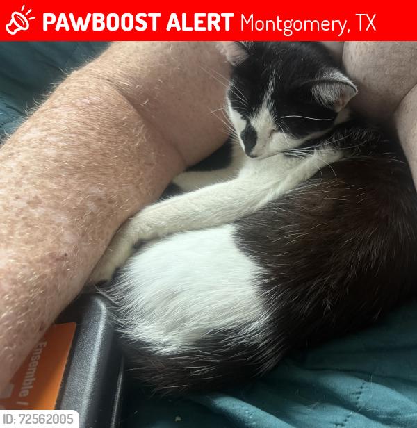 Lost Male Cat last seen Lovers lane, Montgomery, TX 77316