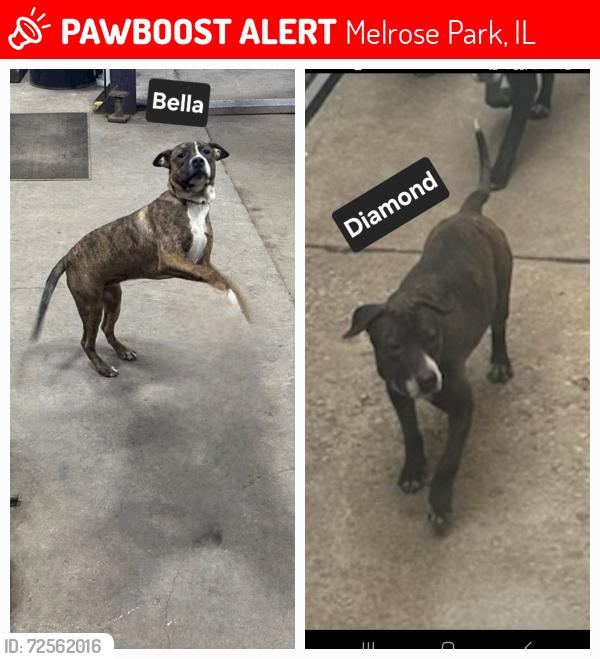 Lost Female Dog last seen North Ave and 1st Ave, Melrose Park, IL 60160