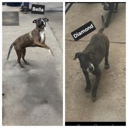Lost Female Dog last seen North Ave and 1st Ave, Melrose Park, IL 60160