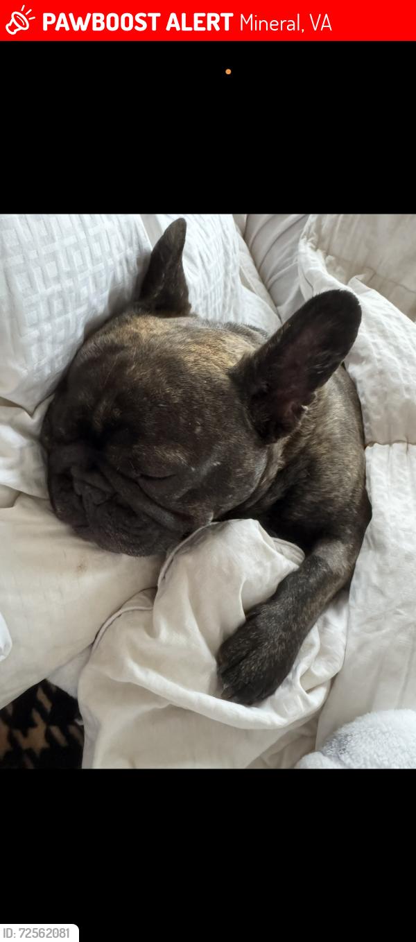 Lost Male Dog last seen Anna Coves Blvd and Rogers Ct, Mineral, VA 23117