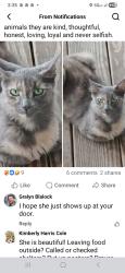 Lost Female Cat last seen Ghent neighborhood , New Bern, NC 28560
