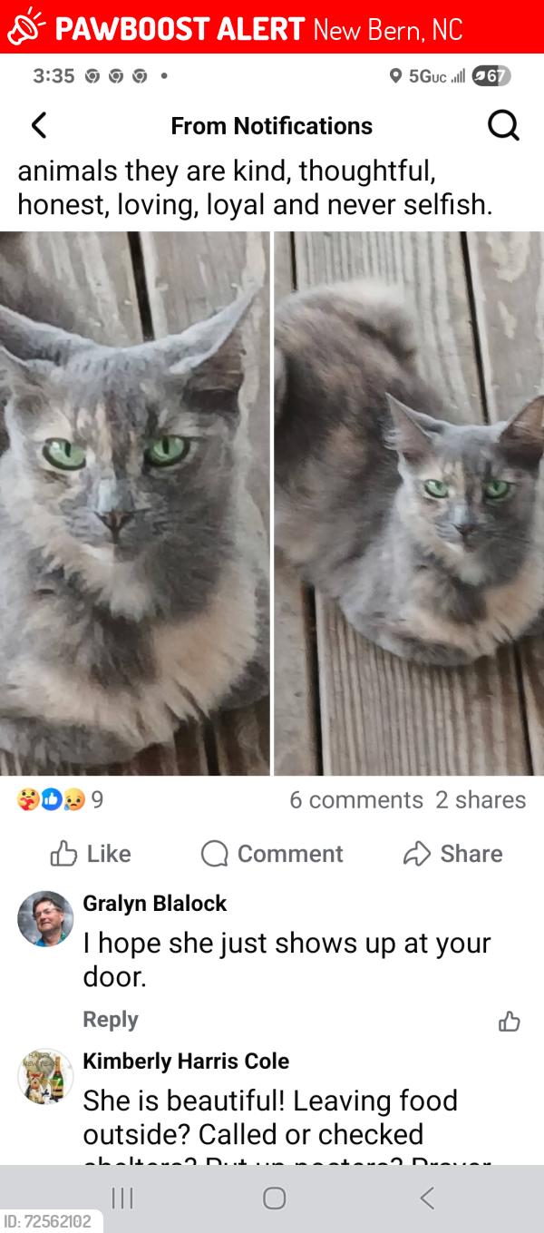 Lost Female Cat last seen Ghent neighborhood , New Bern, NC 28560