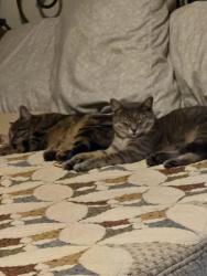 Lost Female Cat last seen Rose alley business center, Crawfordville, FL 32327