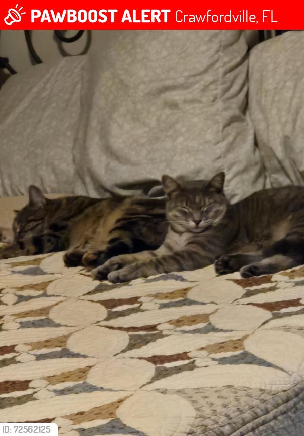 Lost Female Cat last seen Rose alley business center, Crawfordville, FL 32327