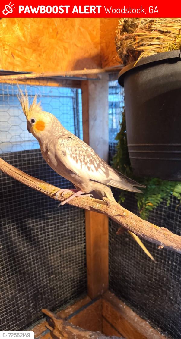 Lost Female Bird last seen Hwy 92/Main Street, Woodstock, GA 30188