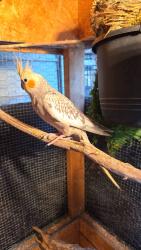 Lost Female Bird last seen Hwy 92/Main Street, Woodstock, GA 30188
