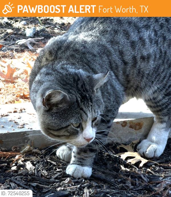 Found/Stray Unknown Cat last seen Near Glenburne dr , Fort Worth, TX 76131