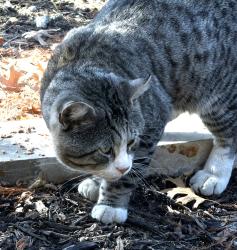 Found/Stray Unknown Cat last seen Near Glenburne dr , Fort Worth, TX 76131