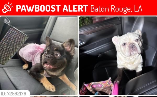 Lost Female Dog last seen Antioch Road old Jefferson, Baton Rouge, LA 70817