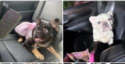 Lost Female Dog last seen Antioch Road old Jefferson, Baton Rouge, LA 70817