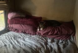 Lost Female Cat last seen N Jefferson St & E Floribraska Ave, Tampa, FL 33603