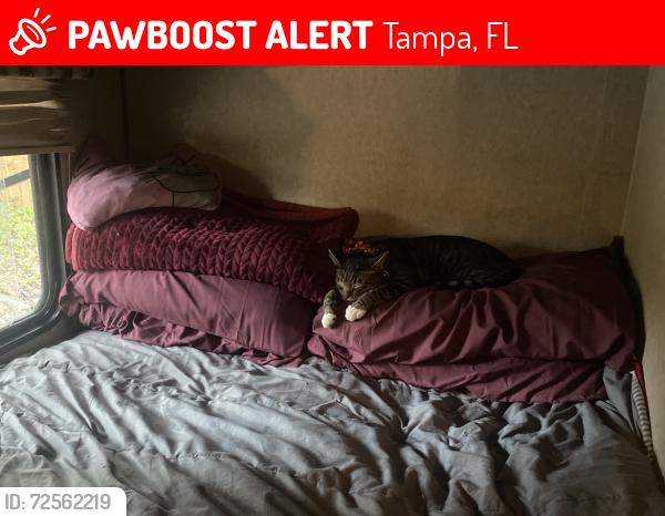 Lost Female Cat last seen N Jefferson St & E Floribraska Ave, Tampa, FL 33603