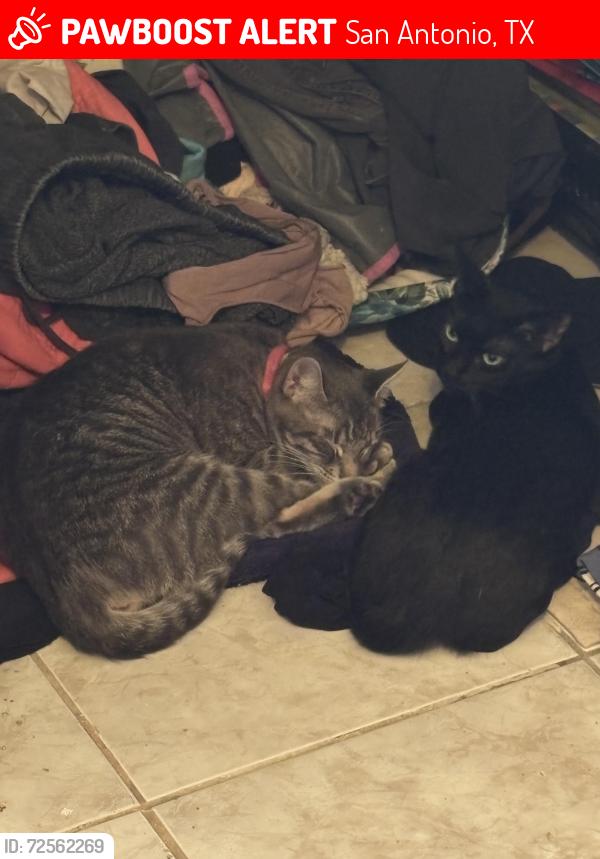 Lost Female Cat last seen Classen and knollshire , San Antonio, TX 78247