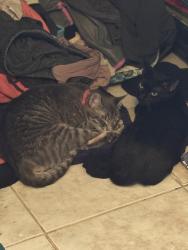 Lost Female Cat last seen Classen and knollshire , San Antonio, TX 78247