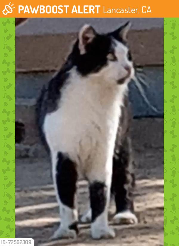 Found/Stray Unknown Cat last seen W 20th St and L4, Could have crossed from East near Costco & 14e, Lancaster, CA 93536
