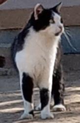 Found/Stray Unknown Cat last seen W 20th St and L4, Could have crossed from East near Costco & 14e, Lancaster, CA 93536