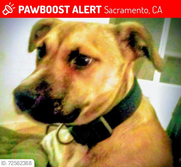 Lost Female Dog last seen Empress St and Boxwood Alley, Sacramento, CA 95815