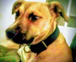 Lost Female Dog last seen Empress St and Boxwood Alley, Sacramento, CA 95815
