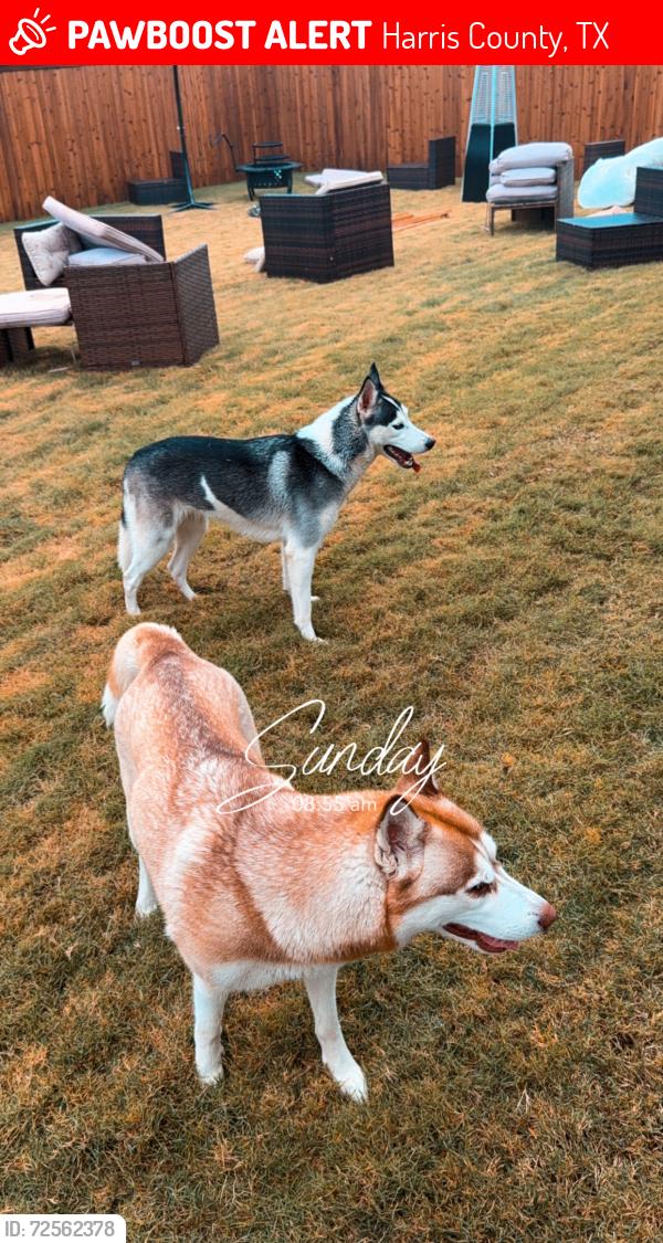 Lost Female Dog last seen Irish bloom st, Harris County, TX 77449