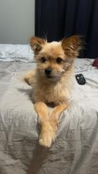 Lost Male Cat last seen Palomar Streey, Chula Vista, CA 91911