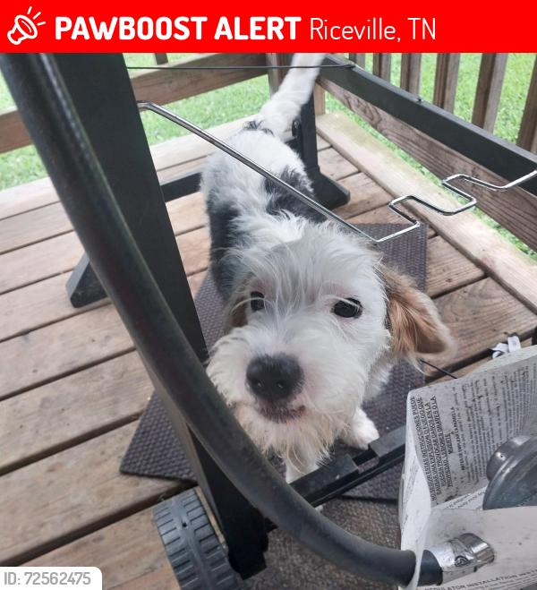 Lost Male Dog last seen County road 150, Riceville, TN 37370