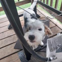 Lost Male Dog last seen County road 150, Riceville, TN 37370