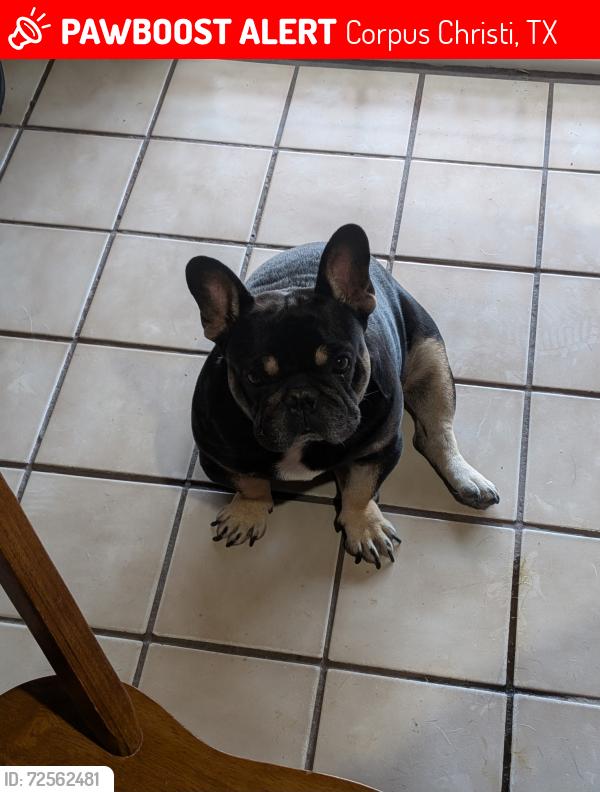 Lost Male Dog last seen Sacky, Corpus Christi, TX 78415