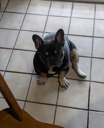 Lost Male Dog last seen Sacky, Corpus Christi, TX 78415