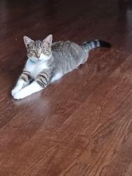 Lost Male Cat last seen Near bypass and Ivey, Charlottesville, VA 22902