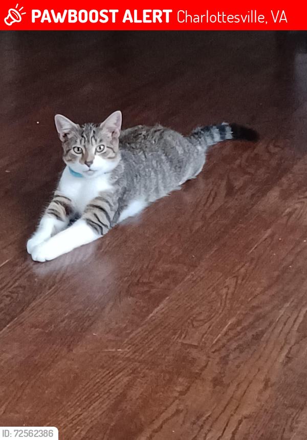 Lost Male Cat last seen Near bypass and Ivey, Charlottesville, VA 22902