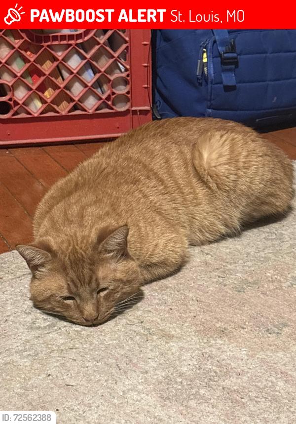 Lost Male Cat last seen Osage and Iowa , St. Louis, MO 63118