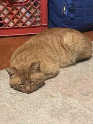 Lost Male Cat last seen Osage and Iowa , St. Louis, MO 63118