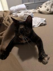 Lost Female Cat last seen Clocktower Dr., Kissimmee, Davenport, FL 33837