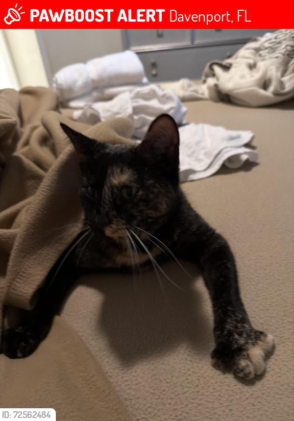 Lost Female Cat last seen Clocktower Dr., Kissimmee, Davenport, FL 33837
