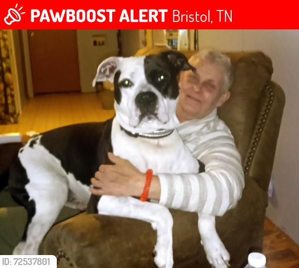 Lost Male Dog last seen Denton valley holston mountain area, Bristol, TN 37620