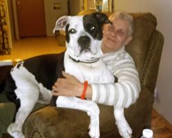 Lost Male Dog last seen Denton valley holston mountain area, Bristol, TN 37620