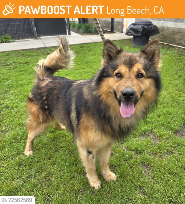 Found/Stray Male Dog last seen Near Loma Ave, Long Beach, CA 90804, Long Beach, CA 90804